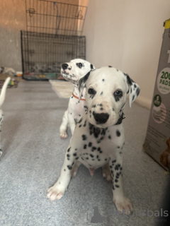 Photo №2 to announcement № 160445 for the sale of dalmatian dog - buy in Germany private announcement