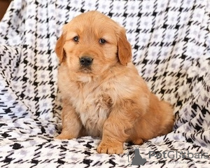 Photo №1. golden retriever - for sale in the city of St. Gallen | 188$ | Announcement № 129288