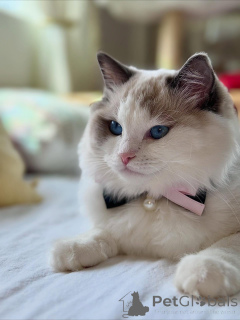 Photo №1. ragdoll - for sale in the city of Arnem | negotiated | Announcement № 156262