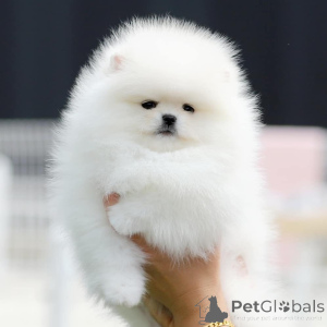 Photo №1.  - for sale in the city of Bamberg | 376$ | Announcement № 167053