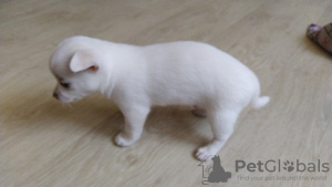 Photo №4. I will sell chihuahua in the city of Minsk. private announcement - price - 180$
