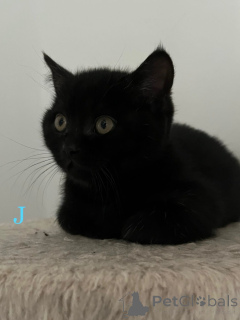 Photo №1. british shorthair - for sale in the city of Bergisch Gladbach | 361$ | Announcement № 160106