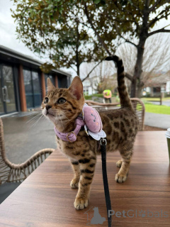 Photo №3. Bengal Babies Beauty, Brains & Endless Energy. Switzerland