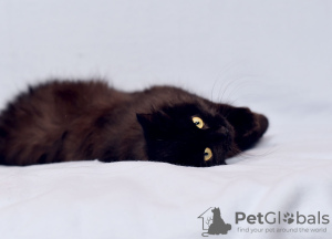 Additional photos: Luxurious, graceful cat Bagheera is looking for a home!