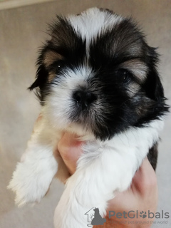 Photo №2 to announcement № 113607 for the sale of lhasa apso, shih tzu - buy in Estonia private announcement, from nursery, breeder