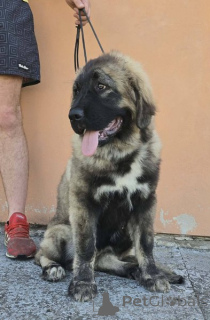 Photo №1. otterhound - for sale in the city of New Garden | negotiated | Announcement № 171066
