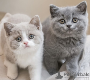 Photo №3. British shorthair. Germany