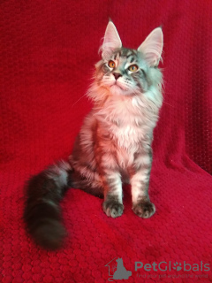 Photo №2 to announcement № 43451 for the sale of maine coon - buy in Russian Federation from nursery