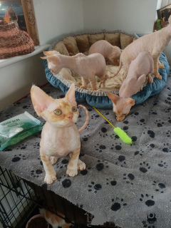 Photo №2 to announcement № 13811 for the sale of devon rex - buy in Norway private announcement