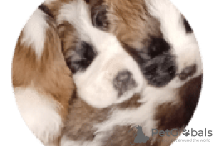 Photo №1. st. bernard - for sale in the city of Berlin | Is free | Announcement № 127092