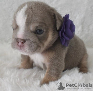 Photo №1. english bulldog - for sale in the city of Beelen | 423$ | Announcement № 98515