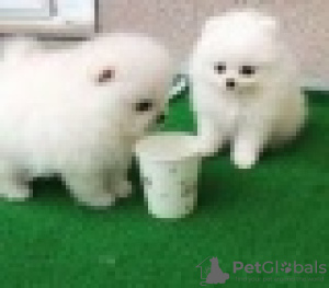 Photo №1. pomeranian - for sale in the city of Антверпен | 317$ | Announcement № 88351
