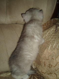 Photo №2 to announcement № 3248 for the sale of british shorthair - buy in Russian Federation from nursery
