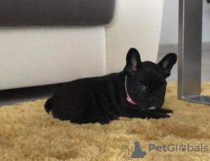 Photo №2 to announcement № 117657 for the sale of french bulldog - buy in Germany private announcement