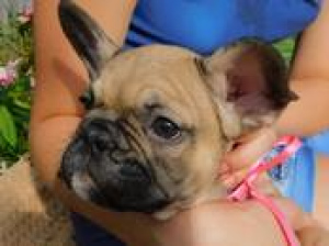 Photo №1. french bulldog - for sale in the city of Bialystok | 797$ | Announcement № 339