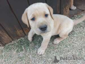 Photo №2 to announcement № 124014 for the sale of labrador retriever - buy in Finland private announcement