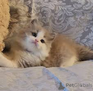 Photo №1. ragdoll - for sale in the city of Brussels | 599$ | Announcement № 164241