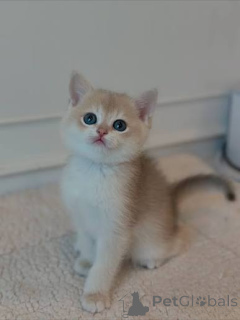 Photo №2 to announcement № 173856 for the sale of british shorthair - buy in United Kingdom private announcement, breeder
