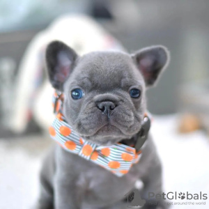 Photo №2 to announcement № 78223 for the sale of french bulldog - buy in Poland private announcement