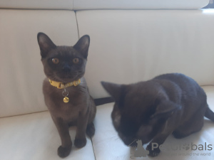 Photo №4. I will sell burmese cat in the city of Амстердам. breeder - price - 951$