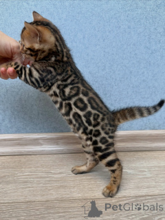Photo №3. Golden Marbled Bengal Kitten Bold & Affectionate Explorer. Sweden