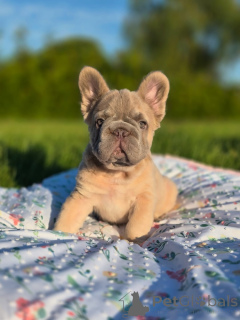 Photo №1. french bulldog - for sale in the city of Munich | 894$ | Announcement № 150657