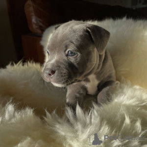 Photo №4. I will sell staffordshire bull terrier in the city of Brno. breeder - price - negotiated