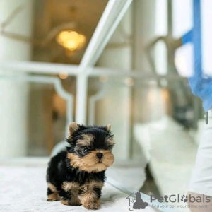 Photo №2 to announcement № 107787 for the sale of yorkshire terrier - buy in Finland private announcement, breeder