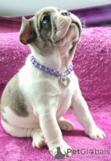 Photo №1. french bulldog - for sale in the city of Turku | Is free | Announcement № 93050