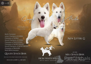 Photo №1. berger blanc suisse - for sale in the city of Москва | negotiated | Announcement № 15813