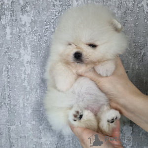 Photo №2 to announcement № 34547 for the sale of pomeranian - buy in Germany private announcement