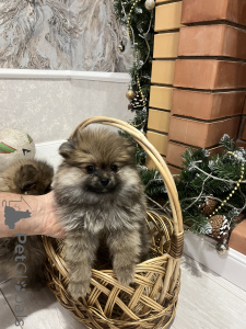 Photo №2 to announcement № 138531 for the sale of german spitz - buy in Russian Federation private announcement