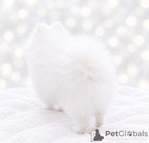 Photo №3. Gorgeous mini boy!. Ukraine
