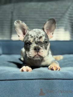 Photo №1. french bulldog - for sale in the city of Berlin | negotiated | Announcement № 155481