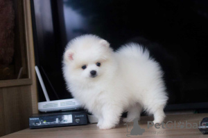 Photo №3. Pomeranian puppies. Finland