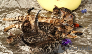 Photo №3. TICA reg brown rosetted bengal female kittens. United States