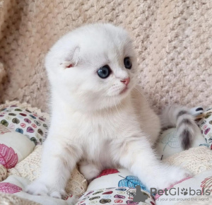 Photo №1. scottish fold - for sale in the city of New York | 280$ | Announcement № 100503