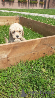 Photo №1. poodle (toy) - for sale in the city of Stockholm | negotiated | Announcement № 53073