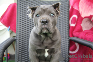 Photo №1. cane corso - for sale in the city of Brest | 996$ | Announcement № 19345