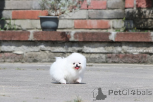 Photo №1. pomeranian - for sale in the city of Dudeldorf | 490$ | Announcement № 166625