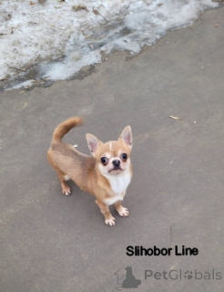 Photo №4. I will sell chihuahua in the city of Москва. private announcement, breeder - price - negotiated