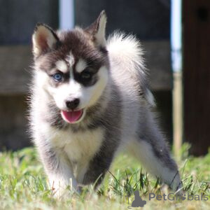 Photo №1. non-pedigree dogs - for sale in the city of Aurich | 282$ | Announcement № 151431