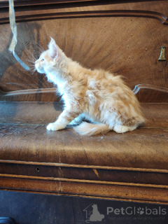 Photo №1. maine coon - for sale in the city of Brussels | Is free | Announcement № 171813