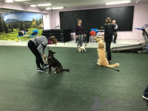 Photo №3. Training / dog handler in Russian Federation