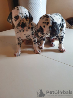 Photo №3. White Dalmatian puppies. Lithuania