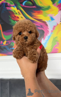 Photo №3. Adorable Toy Poodle Puppies Available for Adoption in the UK. United Kingdom
