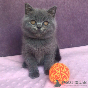 Photo №1. british shorthair - for sale in the city of London | 264$ | Announcement № 121989