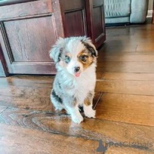 Photo №1. australian shepherd - for sale in the city of Ankum | 424$ | Announcement № 149746