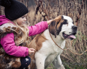 Photo №1. st. bernard - for sale in the city of Minsk | 642$ | Announcement № 8126