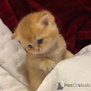 Photo №1.  - for sale in the city of Campbell Town | negotiated | Announcement № 161838